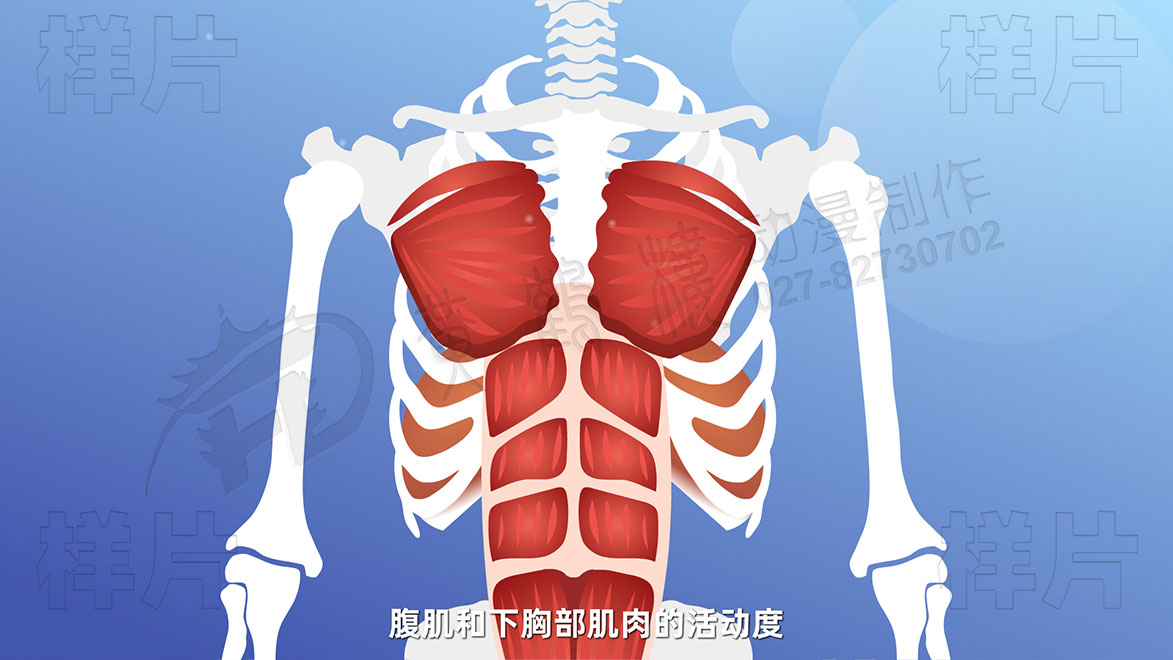 腹肌和下胸部肌肉的活动度.jpg