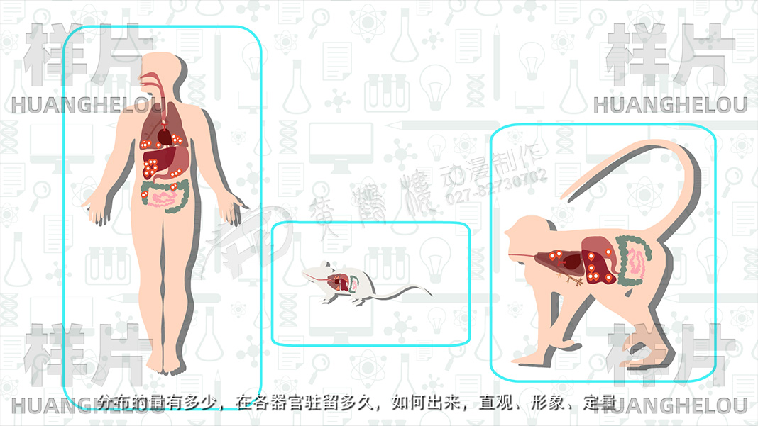 《分子影像》动画视频制作脚本-分布的量有多少，在各器官驻留多久.jpg